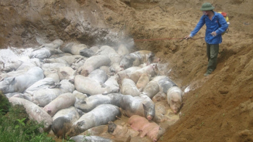 Vietnam forced to cull thousands of pigs due to African swine fever